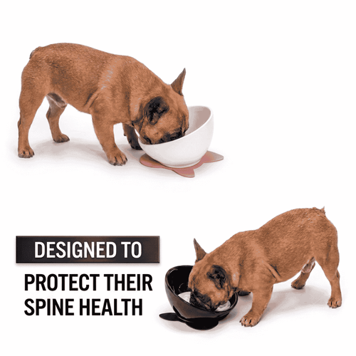 Ceramic Dog Bowl Designed For Frenchies Non-Slip Mat
