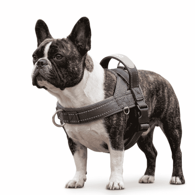 Frenchie Harness & Fresh Leash