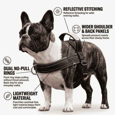 Frenchie Harness & Fresh Leash