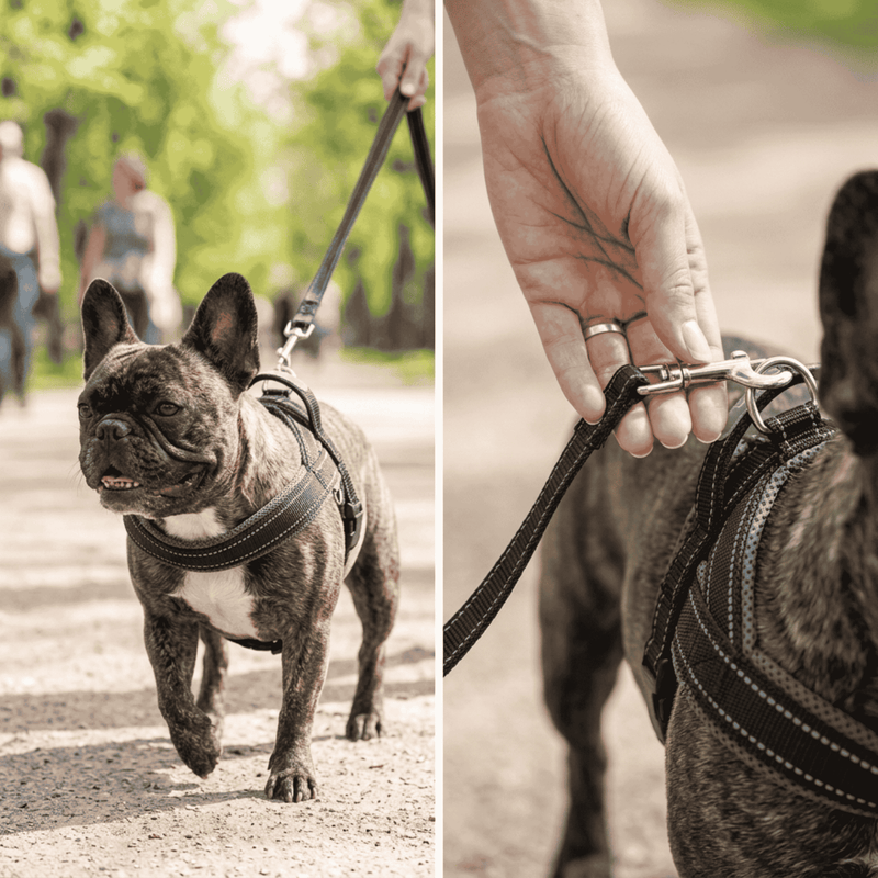 Why A Frenchie Needs Its Own Harness