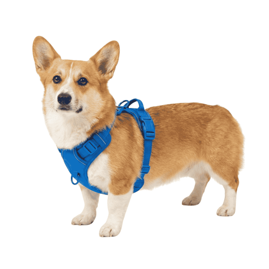Corgi Harness