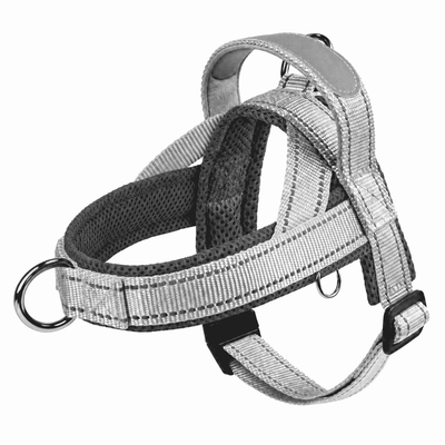 Frenchie Harness & Fresh Leash