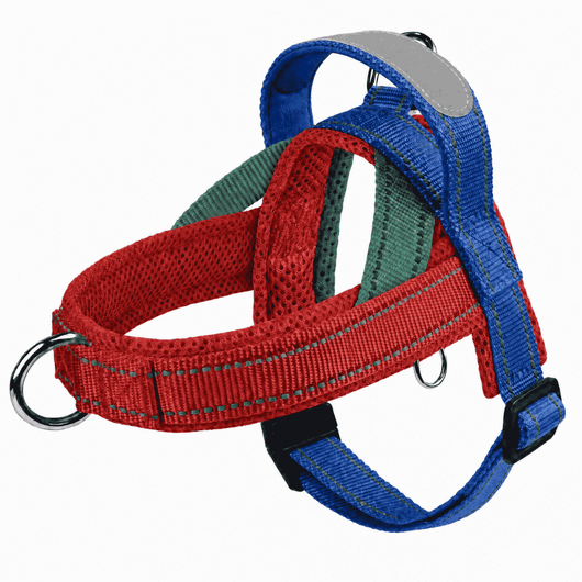 Frenchie Harness & Fresh Leash