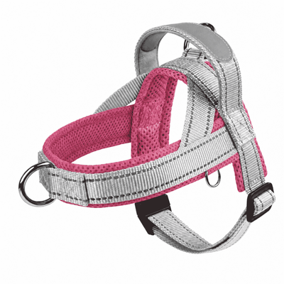 Frenchie Harness & Fresh Leash