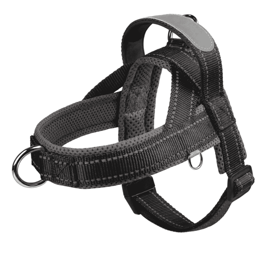 Frenchie Harness & Fresh Leash