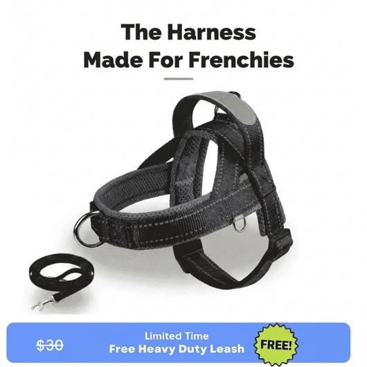 Frenchie Harness & Fresh Leash