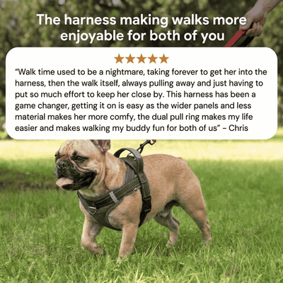 Frenchie Harness & Fresh Leash