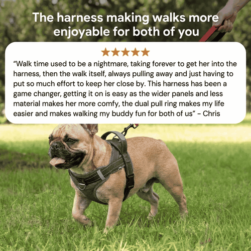 Frenchie Harness & Fresh Leash