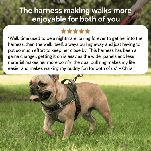 Frenchie Harness & Fresh Leash