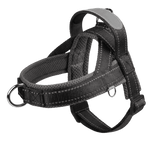 Frenchie Harness