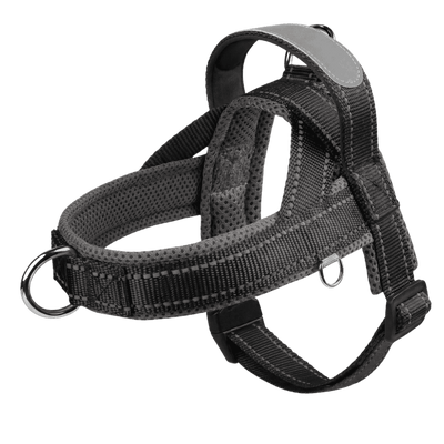 Frenchie Harness & Fresh Leash