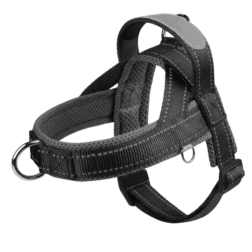 Frenchie Harness & Fresh Leash